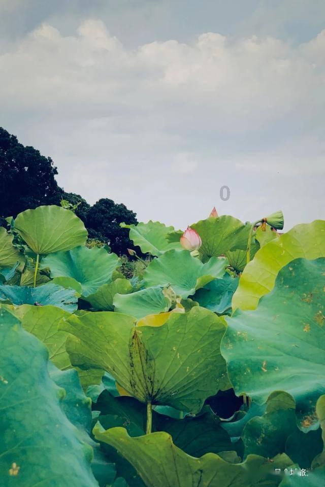 月光影视
